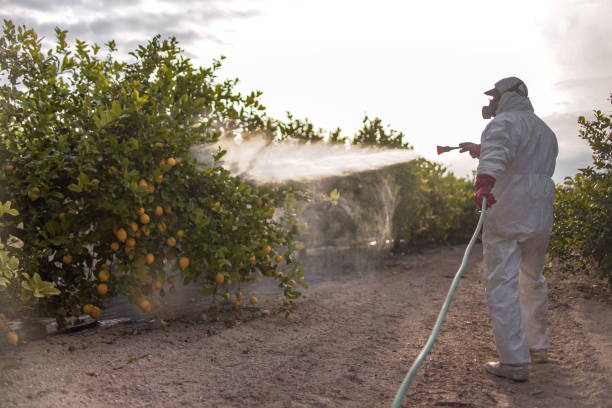Best Bed Bug Extermination  in Blasdell, NY