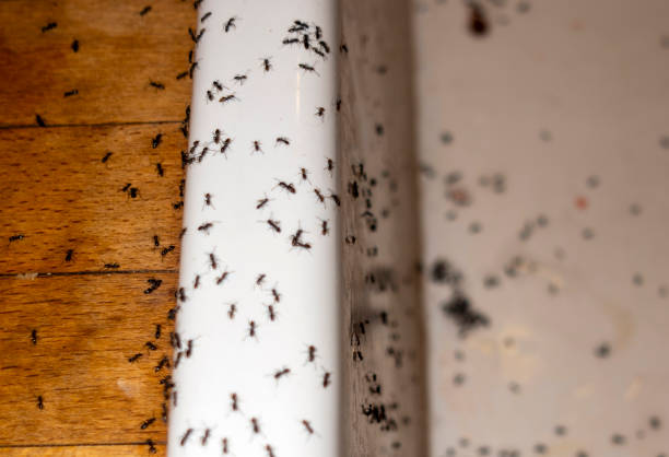 Best Pest Inspection Near Me  in Blasdell, NY