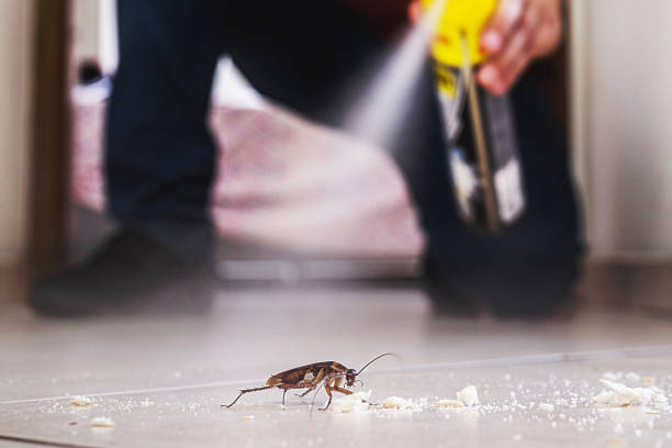 Best Exterminator Services  in Blasdell, NY