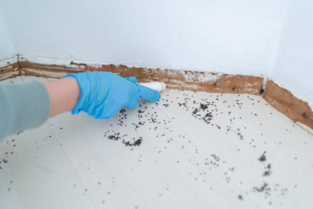 Best Commercial Pest Control Services  in Blasdell, NY